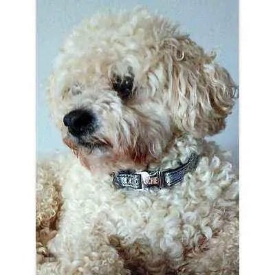 Petite Pooch Parade Designer Dog Collar Set